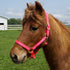 Weaver Nylon Halter Weanling Pony Size